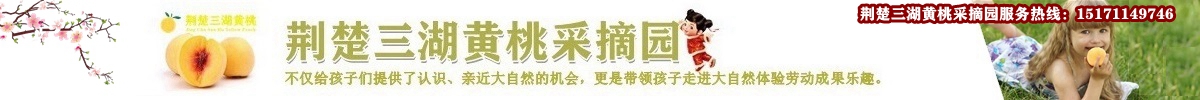 荆楚三湖黄桃采摘园