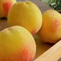 荆楚三湖黄桃热销|荆楚三湖黄桃果肉味甜多汁 精品包装 10斤装