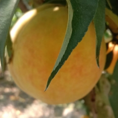 荆楚三湖黄桃热销|荆楚三湖黄桃味甜爽口/鲜嫩多汁/饱满圆润/口感润滑/皮薄肉多 精品包装 20斤装