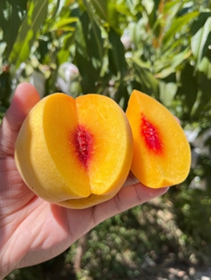 荆楚三湖锦绣黄桃