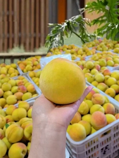 荆楚三湖锦绣黄桃