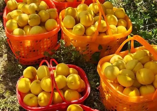 pool with inflatables